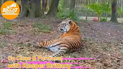 Big Cat Rescue LIVE Q&A with Brittany at Big Cat Rescue 03 29 2023