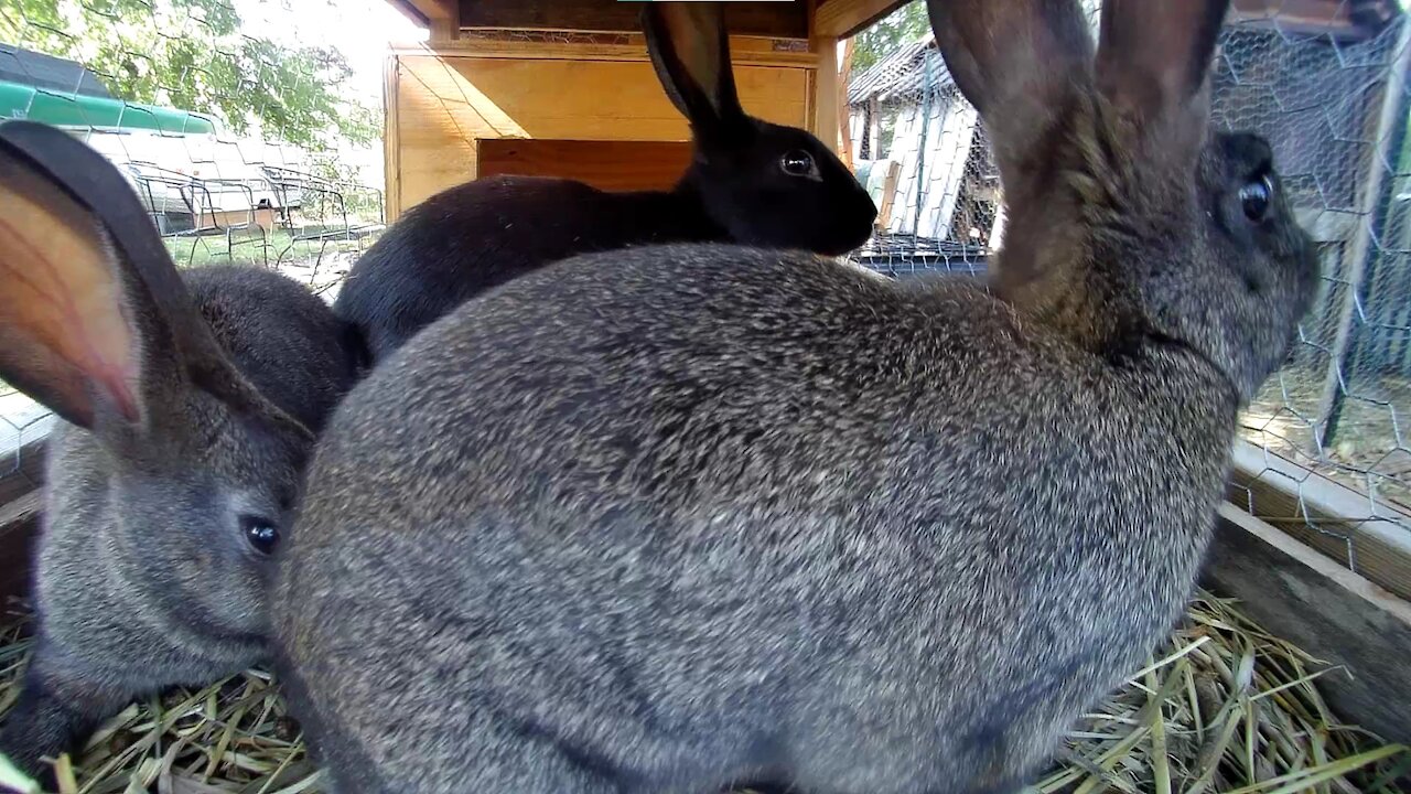 Pouring some fresh water four the young rabbits