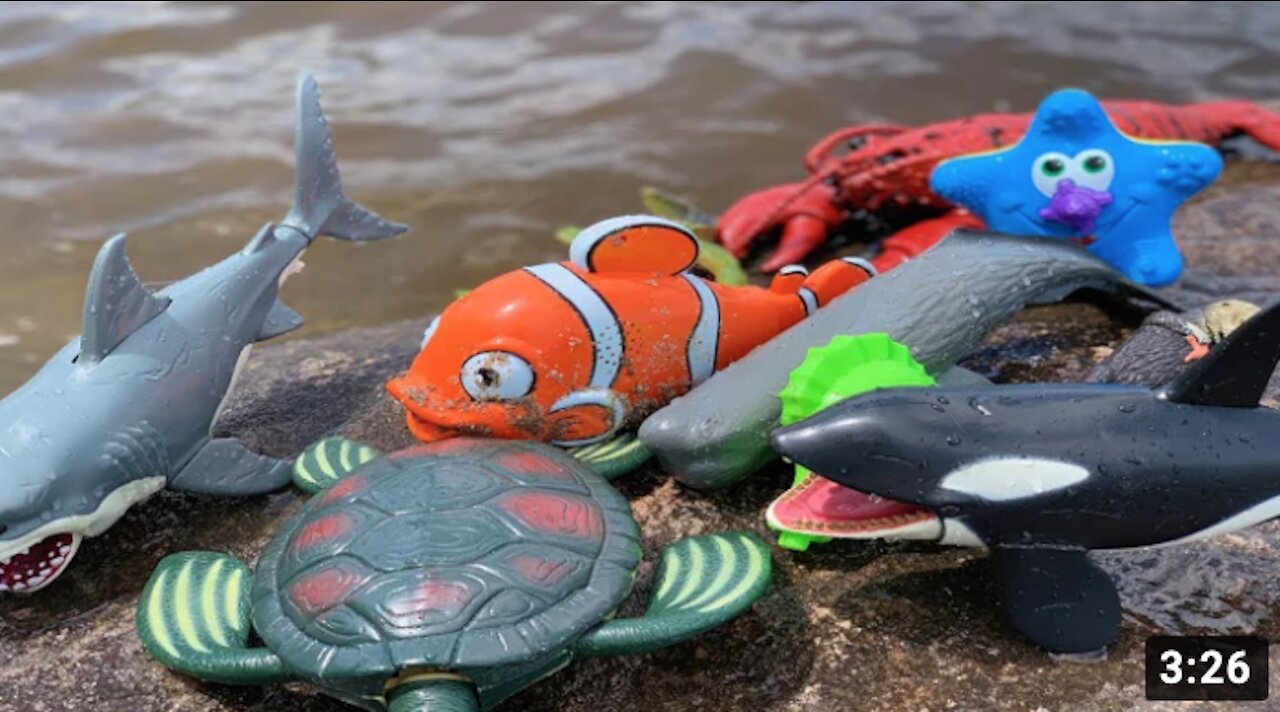 Sea Animal Toys Are At The Shore