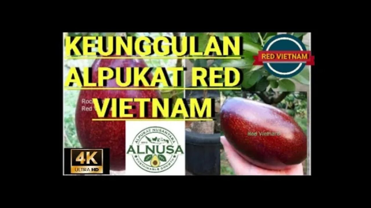 ALPUKAT RED VIETNAMM