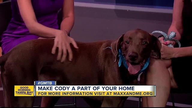 June 24th Rescues in Action: Cody needs a forever home