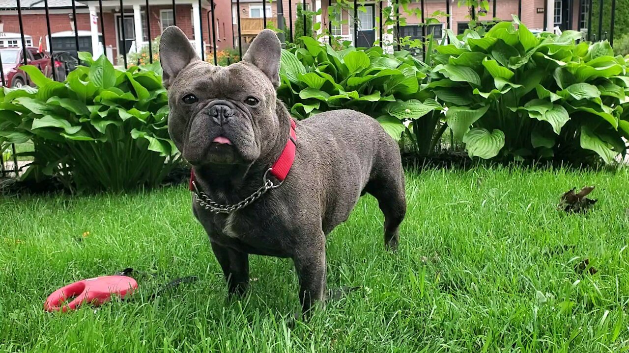 Bulldog enjoying the weather