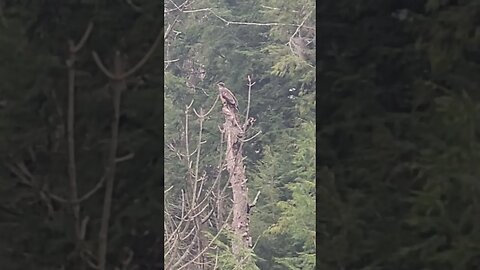 Golden or young Bald Eagle? #metaldetecting #civilwar #eagle #trending #shorts