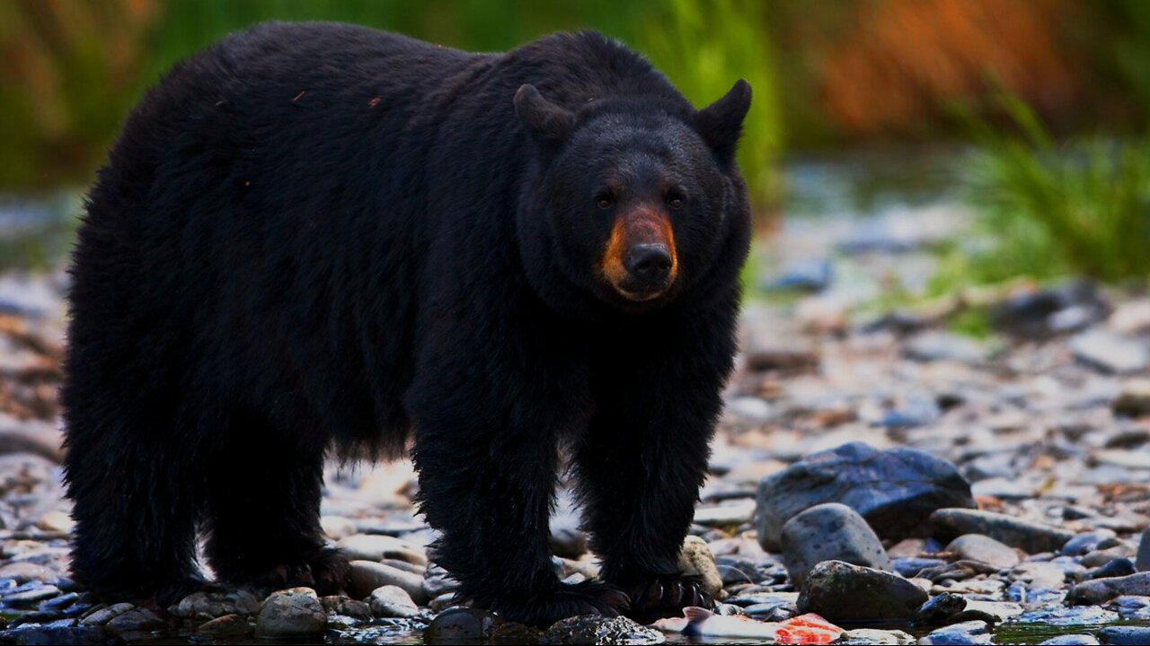 Mystery in Arlington: The Black Bear Incident