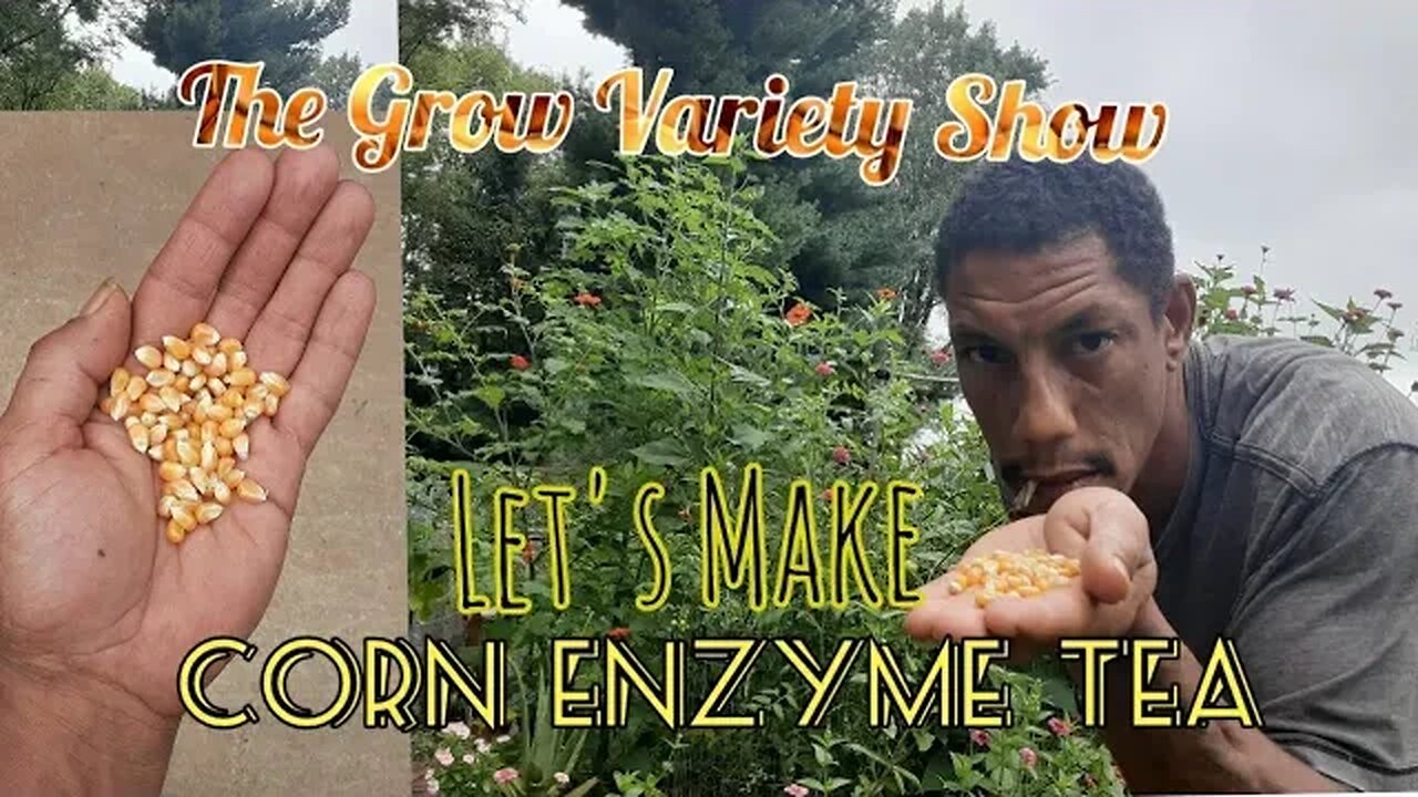 A Lil' Garden Boost: Corn Enzyme Tea (The Grow Variety Show EP.208)