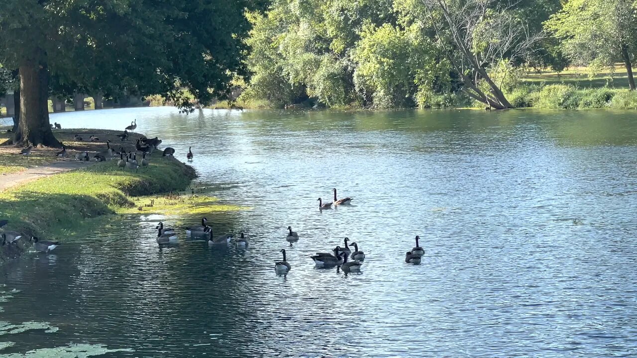 4K Morning Swim for the Geese, Nature Sounds, Relaxing, Unwind, Birds