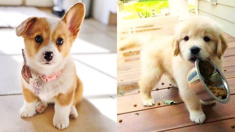 Baby Dogs - Cute and Funny Dog Videos | Aww Animals