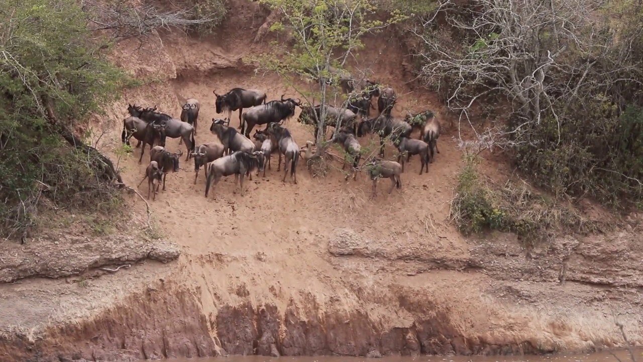 Wildebeest stuck on the river bed