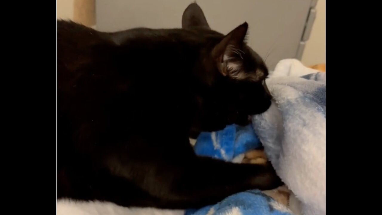 Adopting a Cat from a Shelter Vlog - Cute Precious Piper Must Have Been a Darling Kitten #shorts