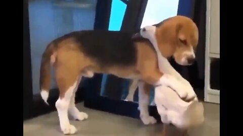 Best friends: A dog and a goose