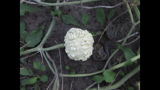 Singing Sounds White Gourd September 2021