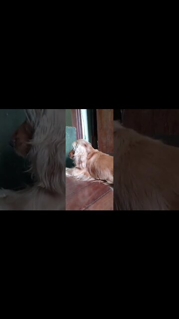 #dogshow , #animals , #dogs , #shorts