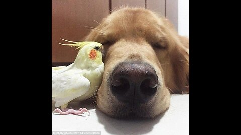 Wow😘😍Cute Dog and Bird 😍Chilling 💚💌