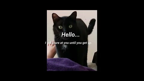 Alistair Mornings - #thecat