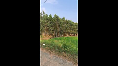 Cây tràm nước