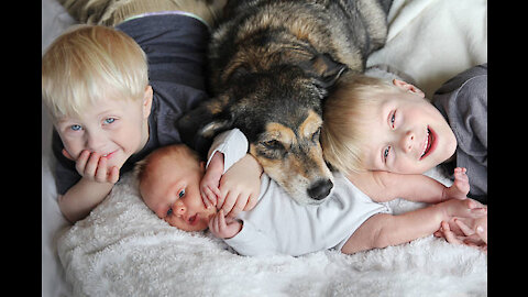Dog playing and protecting Babies.