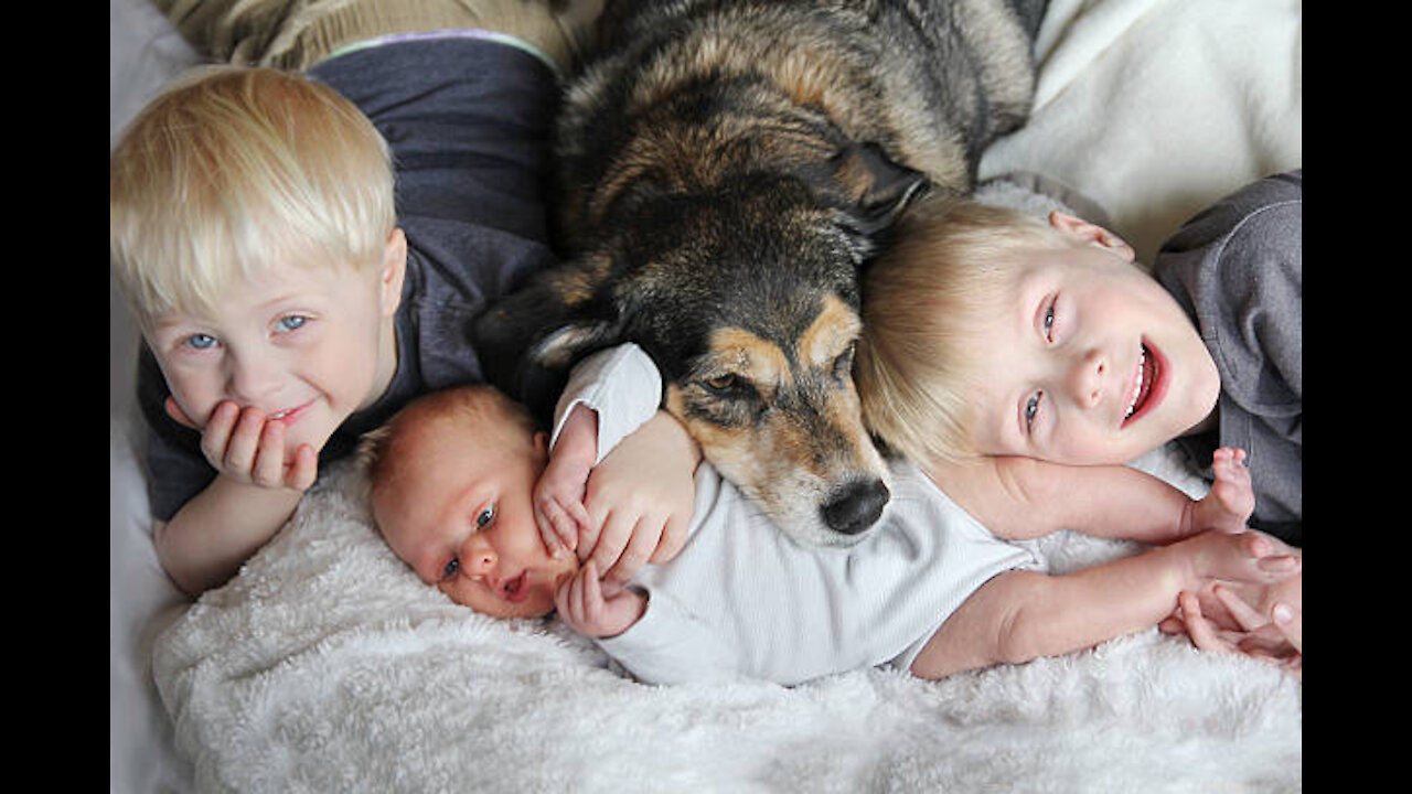 Dog playing and protecting Babies.