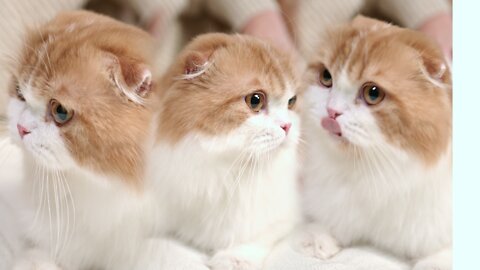 Cute Cat plays on the Bed | Funny Moments