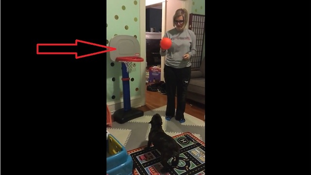 French Bulldog shows off impressive basketball skills