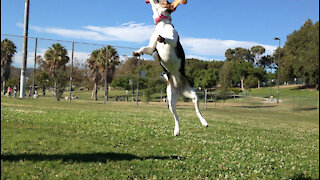 Beagle chases drone