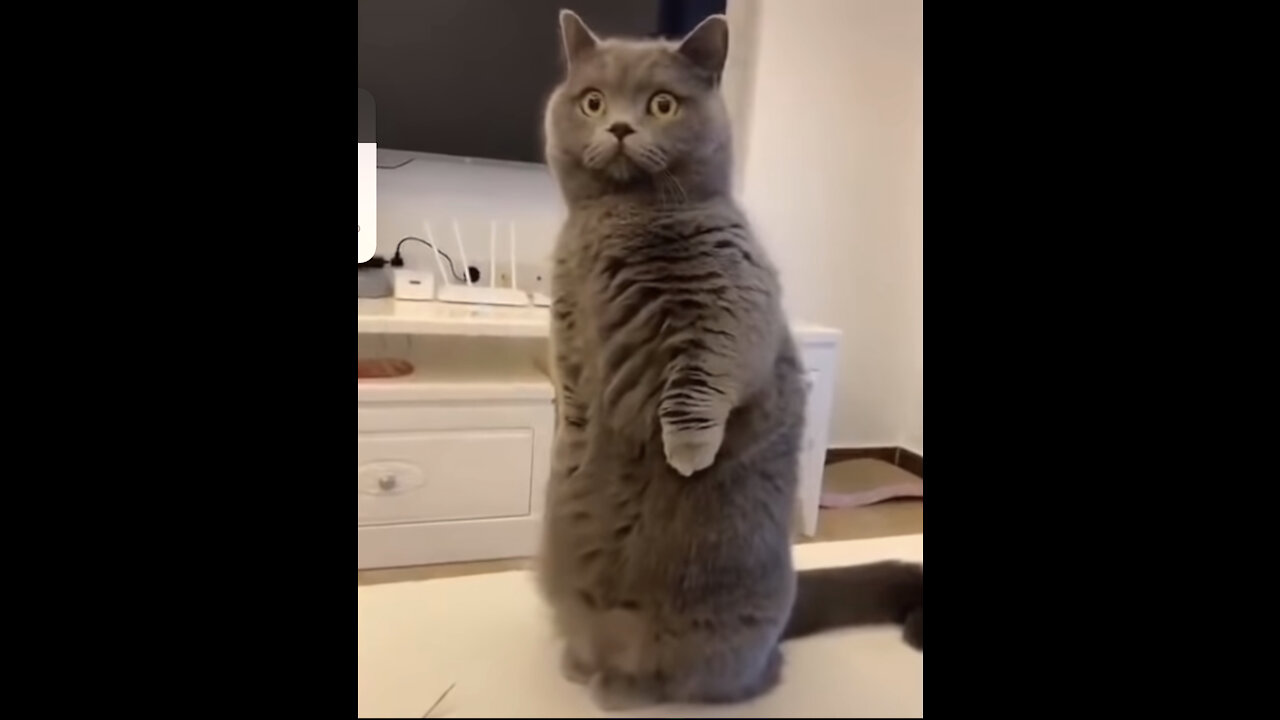 Omg So Cute Cats Best Funny Cat Videos 2021🐱