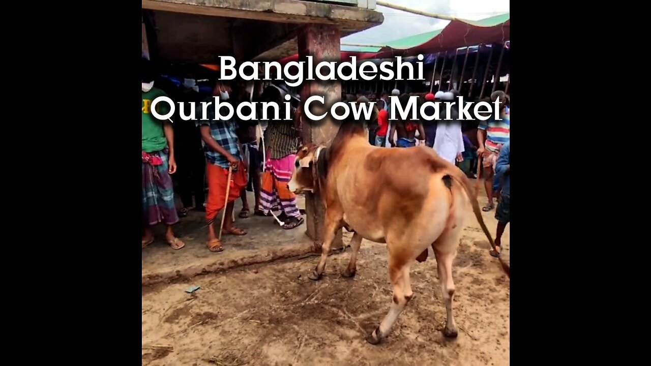 Qurbani cow market in Bangladesh