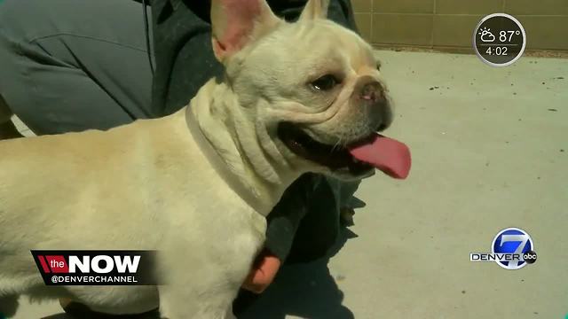 Discovery of dead dogs inside woman’s home leads to removal of nearly 3 dozen animals