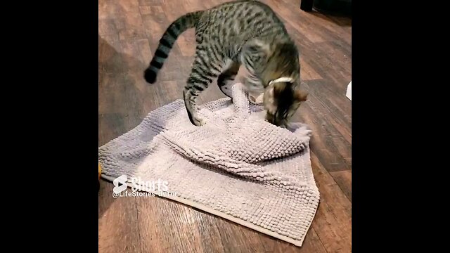 😺 VS Bathmat #catshorts