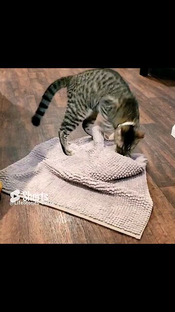😺 VS Bathmat #catshorts