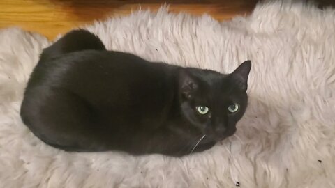 Oreo the cat has to lose weight. Will this work?