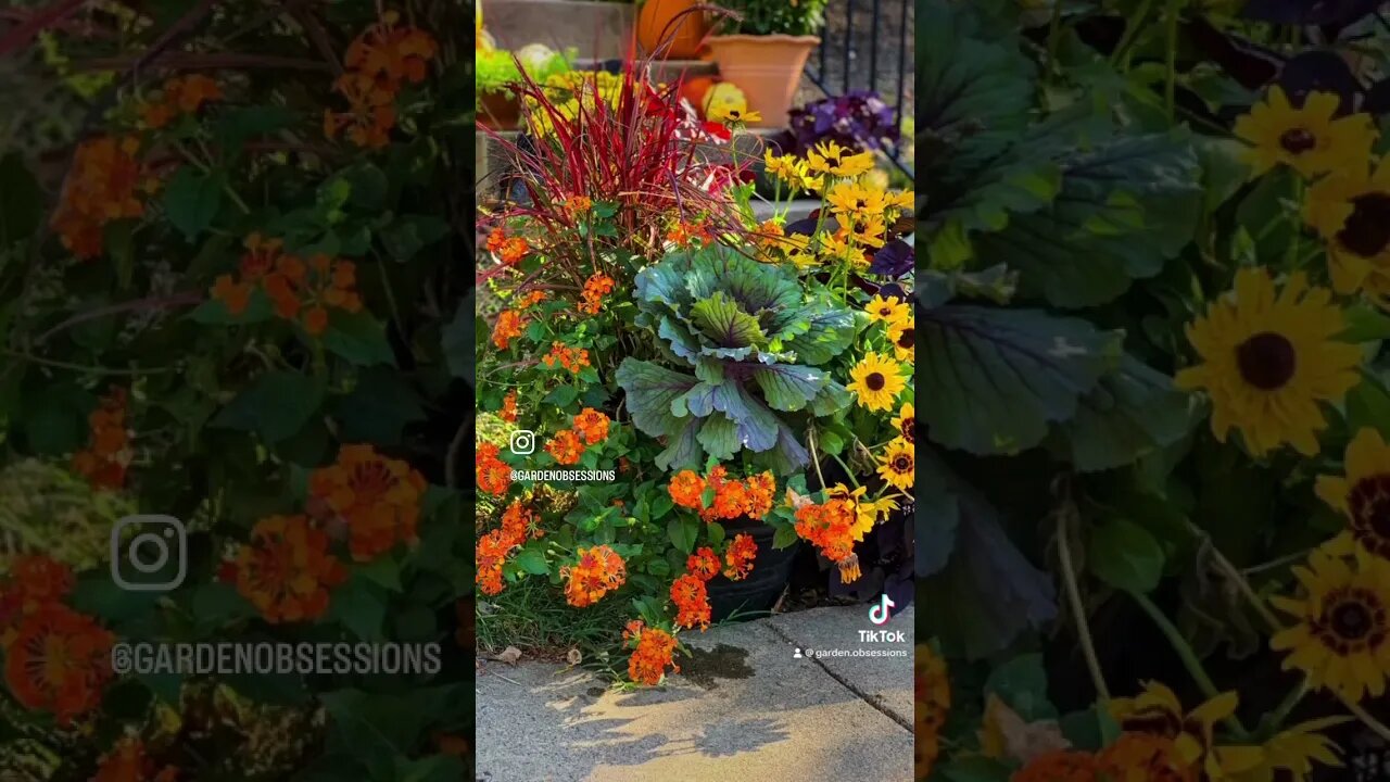 #fallcontainers #fallinspiration #gardening #fallplanting #containergardening #falldecor #flower