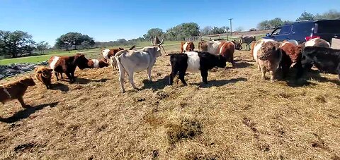 Who Messed Up The Hay?