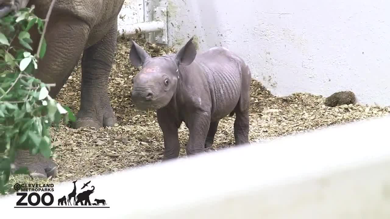 Eastern black rhino calf born at the Cleveland Metroparks Zoo