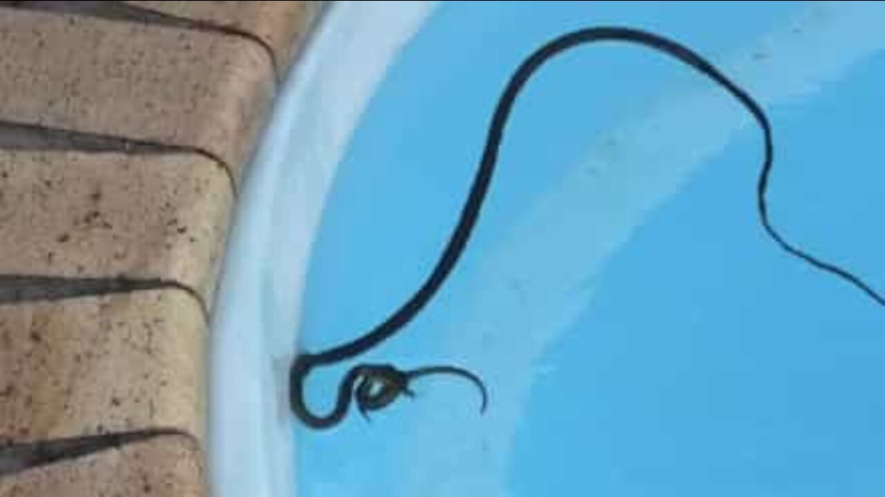 Un serpent chasse un lézard jusque dans une piscine