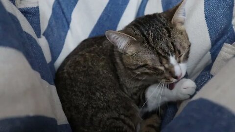 A Sleepy Cat in the Crib