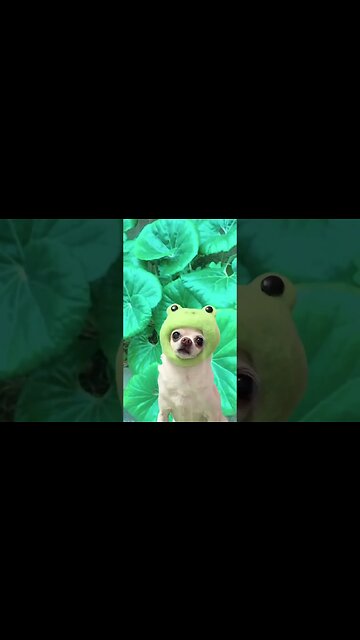 You Won't Believe What This Chihuahua Did!