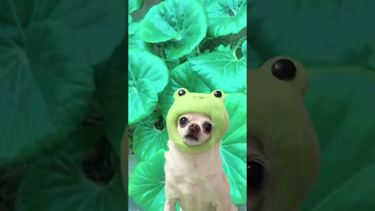 You Won't Believe What This Chihuahua Did!