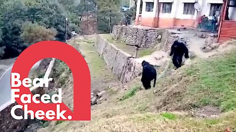 Police dress as bears to scare off angry monkeys