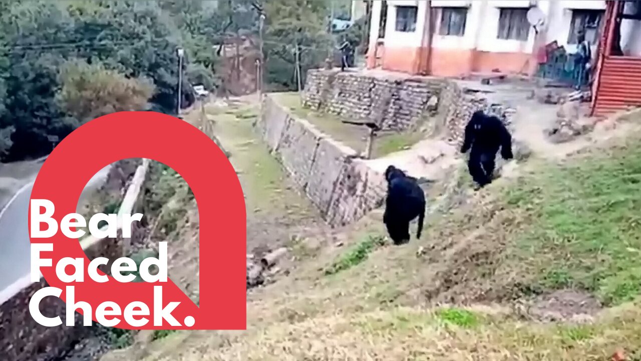 Police dress as bears to scare off angry monkeys