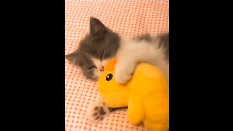 Funny Cats Attacked by Harmless Toys and Object