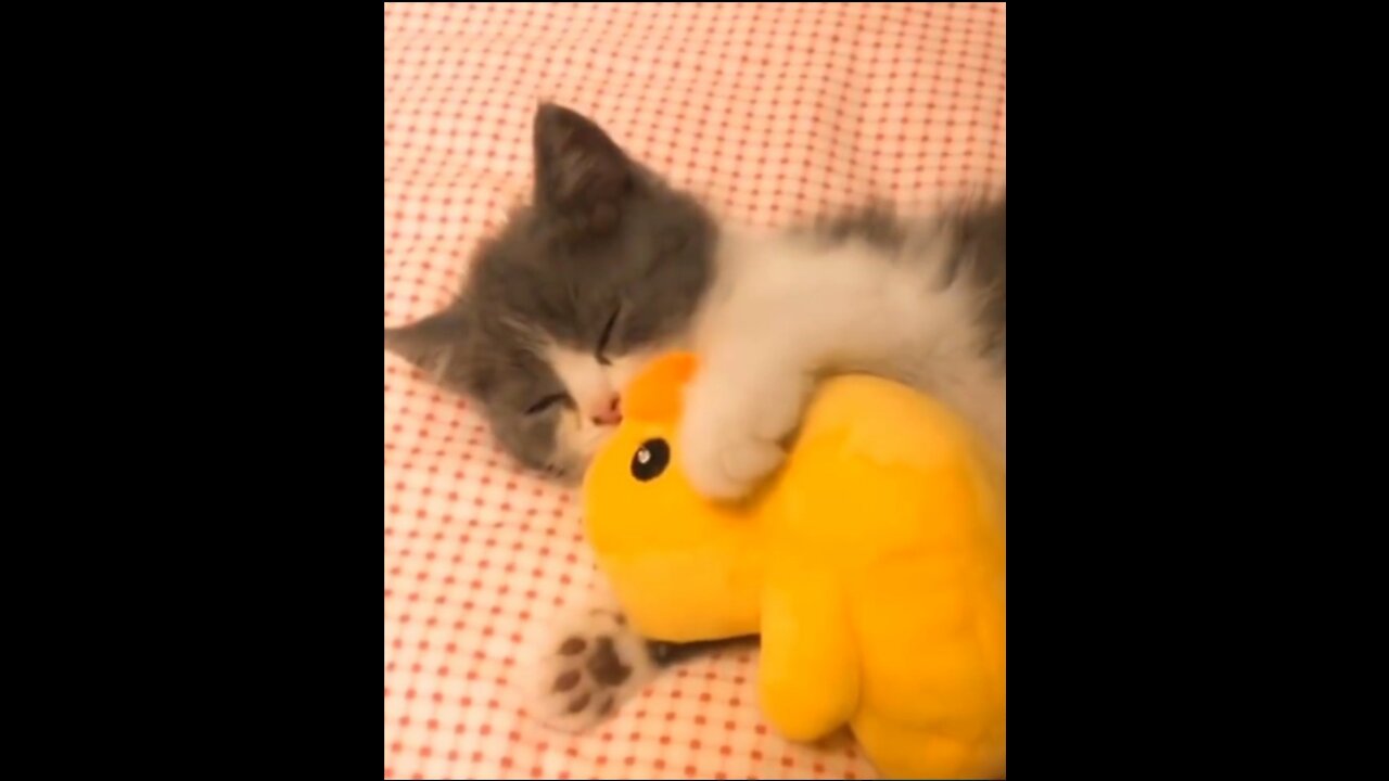 Funny Cats Attacked by Harmless Toys and Object