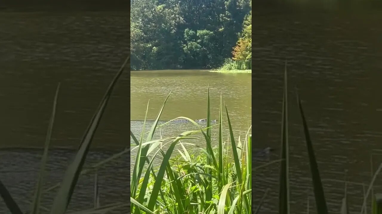 Giant American Alligator at East End Park's Otter Point in Kingwood, Texas | Lake Houston Wildlife