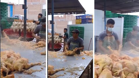 Factory | Chicken Plucking