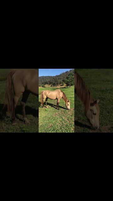 Is Arthur the rescue horse ever going to reach a healthy weight????