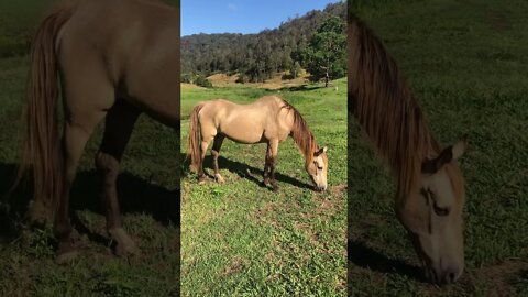 Is Arthur the rescue horse ever going to reach a healthy weight????