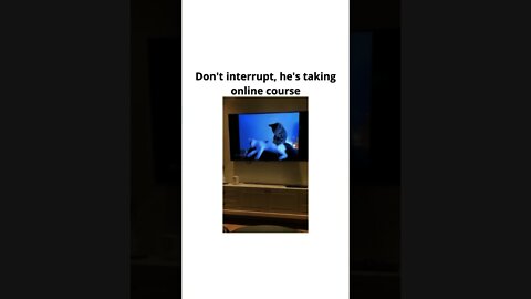 Cats these days 😂👌😼😸