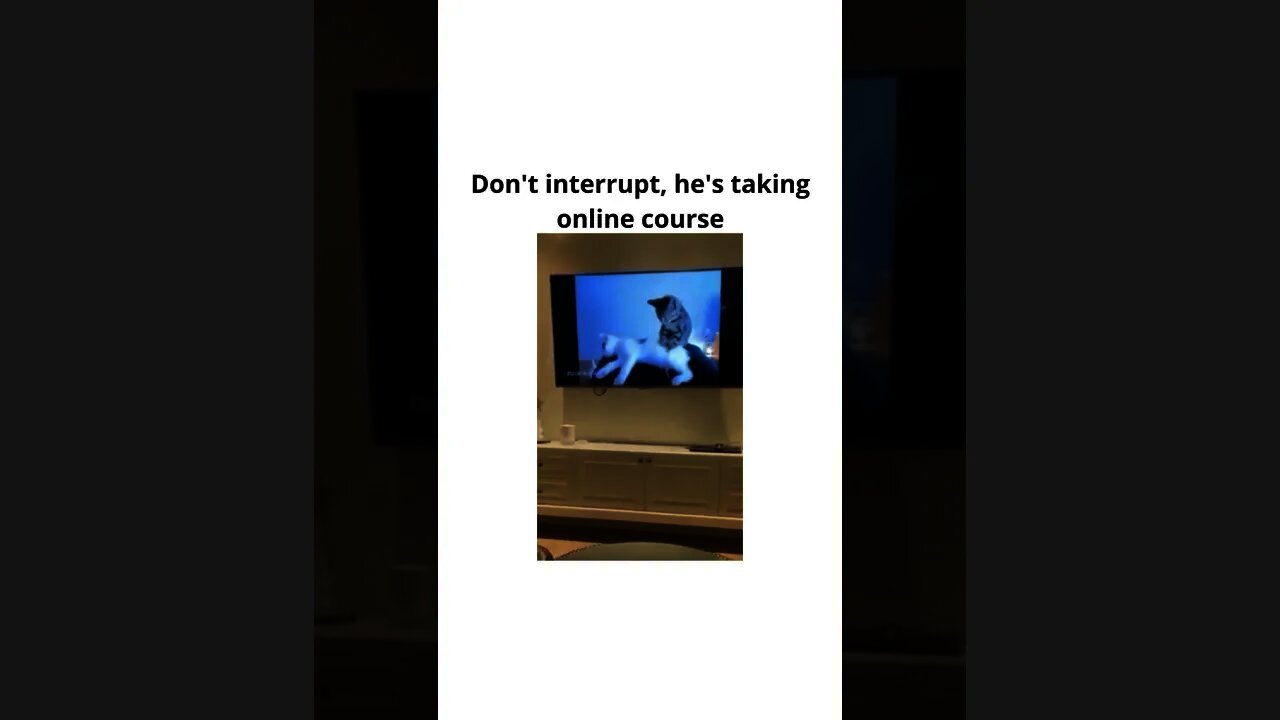 Cats these days 😂👌😼😸