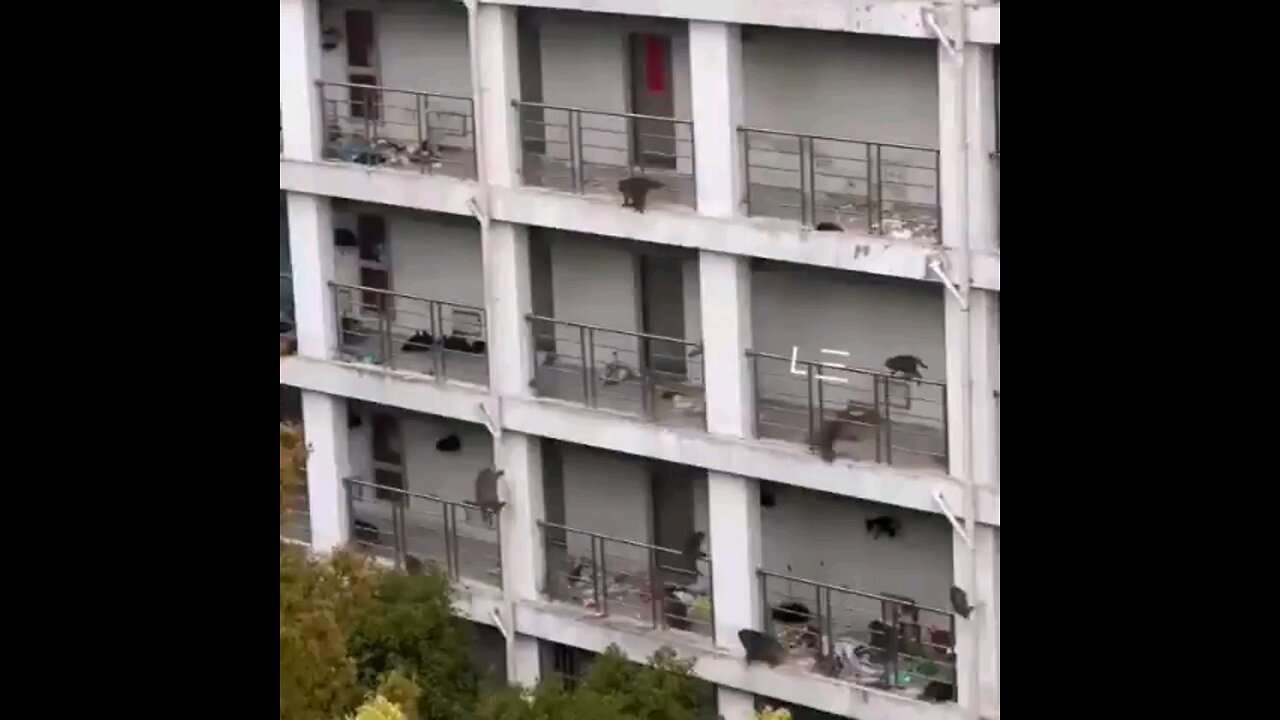 🇨🇳🐒Monkeys raid female student dorm in eastern China