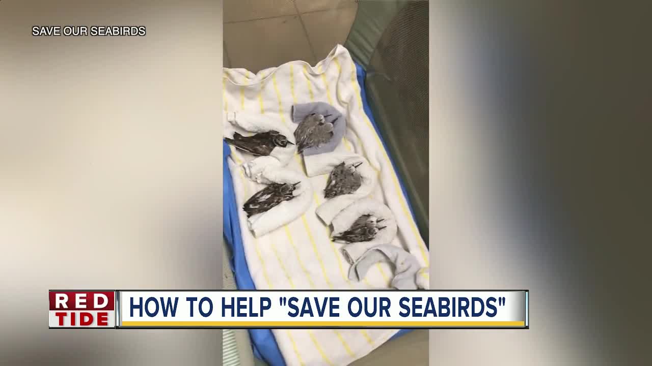 Red Tide affecting seabirds in Sarasota County