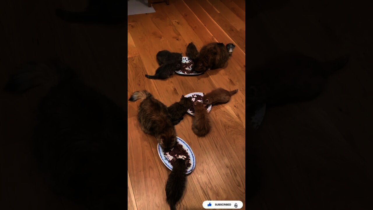 Many Cat Playing After Finish Playing They Are Eating Together